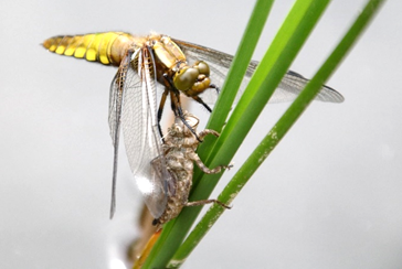 Libelle